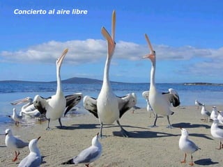 Concierto al aire libre   