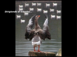 Dirigiendo el tránsito...   