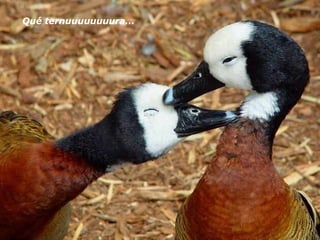 Qué ternuuuuuuuura... 