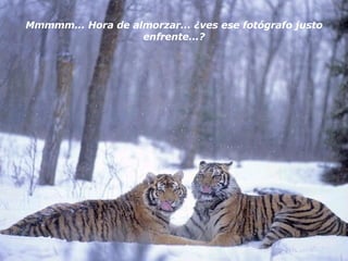 Mmmmm... Hora de almorzar... ¿ves ese fotógrafo justo enfrente...? 
