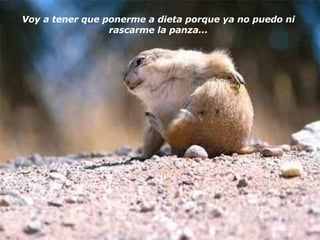 Voy a tener que ponerme a dieta porque ya no puedo ni rascarme la panza... 