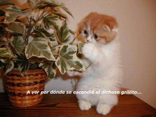 A ver por dónde se escondió el dichoso grillito... 