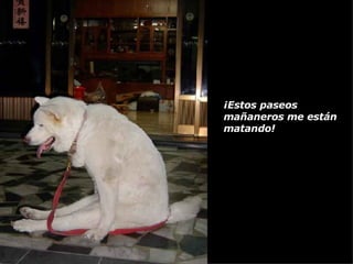 ¡Estos paseos mañaneros me están matando! 