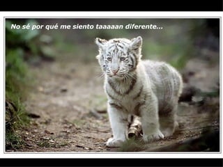 No sé por qué me siento taaaaan diferente...   