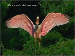 ¡¡Despejen la pistaaaaaaaaa...!!   