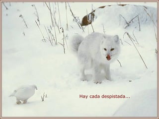 Hay cada despistada... 