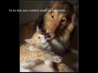 Ya te dije que nuestro amor es imposible...  