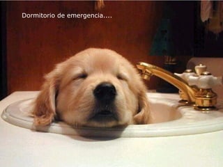 Dormitorio de emergencia....   