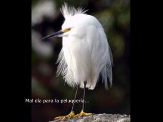 Mal día para la peluquería...   