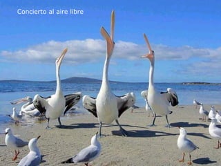 Concierto al aire libre   