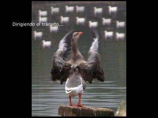 Dirigiendo el tránsito...   