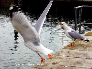 ¡¡¡Que no te tires todavía!!!  
