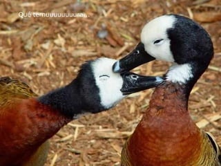 Qué ternuuuuuuuura... 