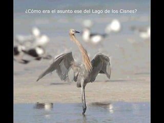 ¿Cómo era el asunto ese del Lago de los Cisnes? 