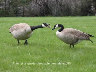 ¡¡¡A ver si te queda claro quién manda aquí!!!   