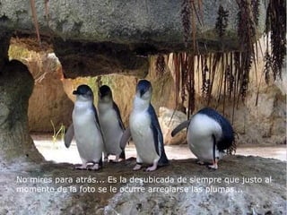 No mires para atrás... Es la desubicada de siempre que justo al  momento de la foto se le ocurre arreglarse las plumas... 