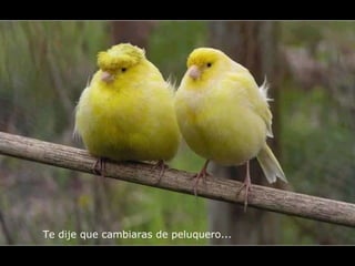 Te dije que cambiaras de peluquero...   