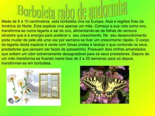 Mede de 8 a 10 centímetros  esta borboleta vive na Europa, Ásia e regiões frias da América do Norte. Esta espécie vive apenas um mês. Começa a sua vida como ovo, transforma-se numa lagarta e sai do ovo, alimentando-se de folhas de cenoura silvestre que é a energia para acelerar o  seu crescimento. No  seu desenvolvimento pode mudar de pele até uma vez por semana se tiver um crescimento rápido. O corpo da lagarta desta espécie é verde com faixas pretas e laranja o que confunde os seus predadores que pensam ser fezes de passarinho. Possuem dois chifres amarelados que soltam um odor extremamente desagradável para os seus predadores. Depois de um mês transforma-se ficando nesta fase de 2 a 20 semanas para só depois transformar-se em borboleta. Borboleta rabo de andorinha 