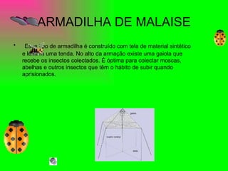 ARMADILHA DE MALAISE Esse tipo de armadilha é construído com tela de material sintético e lembra uma tenda. No alto da armação existe uma gaiola que recebe os insectos colectados. É óptima para colectar moscas, abelhas e outros insectos que têm o hábito de subir quando aprisionados.  