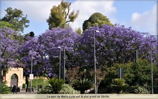 Le parc de Maria-Luisa est le plus grand de Séville.
 