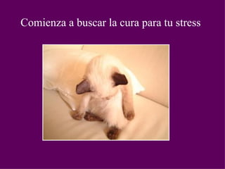 Comienza a buscar la cura para tu stress