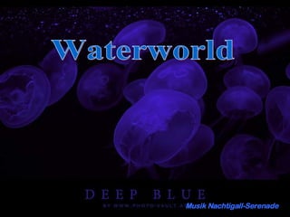 Waterworld Musik Nachtigall-Serenade 