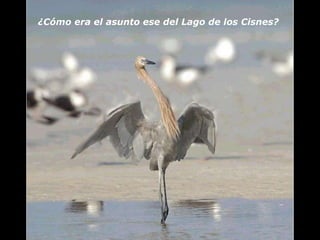 ¿Cómo era el asunto ese del Lago de los Cisnes? 