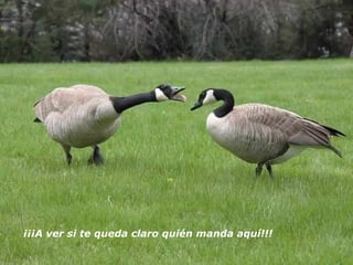 ¡¡¡A ver si te queda claro quién manda aquí!!!   