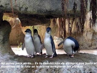 No mires para atrás... Es la desubicada de siempre que justo al  momento de la foto se le ocurre arreglarse las plumas... 