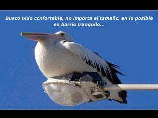 Busco nido confortable, no importa el tamaño, en lo posible  en barrio tranquilo...   