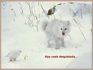 Hay cada despistada... 