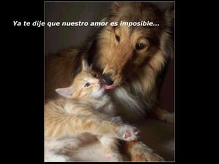 Ya te dije que nuestro amor es imposible...  