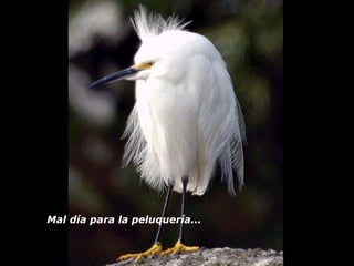 Mal día para la peluquería...   