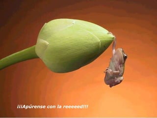 ¡¡¡Apúrense con la reeeeed!!!   