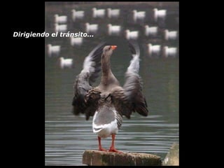 Dirigiendo el tránsito...   