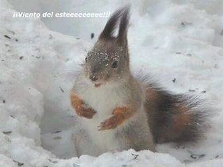 ¡¡Viento del esteeeeeeeee!!! 