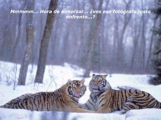 Mmmmm... Hora de almorzar... ¿ves ese fotógrafo justo enfrente...? 