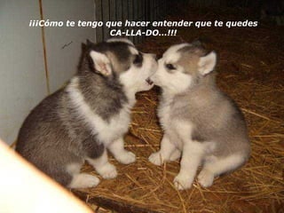 ¡¡¡Cómo te tengo que hacer entender que te quedes CA-LLA-DO...!!! 