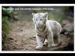 No sé por qué me siento taaaaan diferente...   