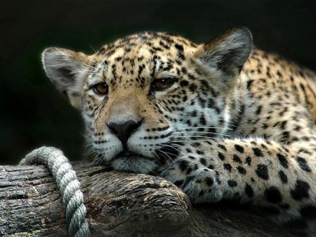 Mundo animal