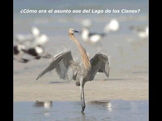 ¿Cómo era el asunto ese del Lago de los Cisnes? 