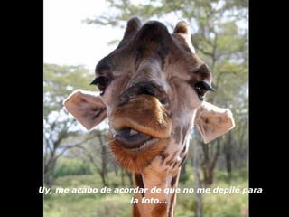 Uy, me acabo de acordar de que no me depilé para la foto...   