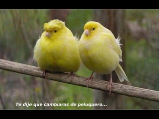 Te dije que cambiaras de peluquero...   