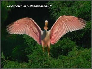 ¡¡Despejen la pistaaaaaaaaa...!!   