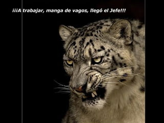 ¡¡¡A trabajar, manga de vagos, llegó el Jefe!!! 