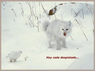 Hay cada despistada... 