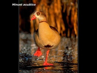 Minuet acuático 