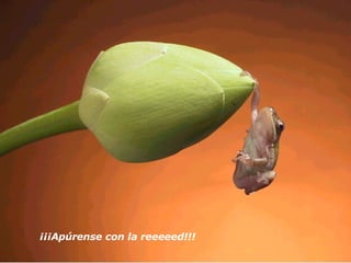 ¡¡¡Apúrense con la reeeeed!!!   