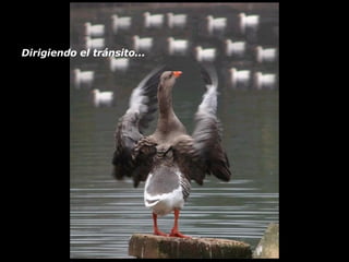 Dirigiendo el tránsito...   