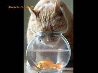 Parecía tan fácil...  